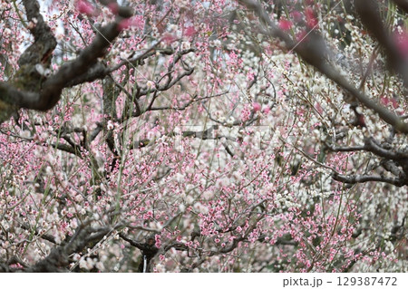 梅の花のある風景 129387472