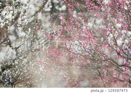 白とピンクの梅 129387473