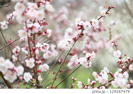 春の訪れを告げる梅の花 春の訪れを告げる梅の花 129387479