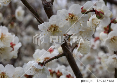 白い梅の花 白い梅の花 129387488