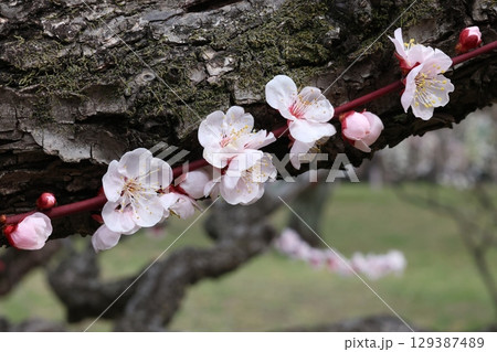 白い梅の花 129387489
