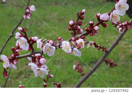 白い梅の花 129387492