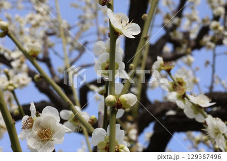 白い梅の花 129387496