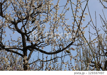 咲き始めた梅 129387497
