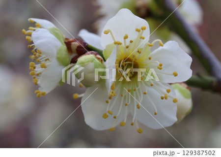 白い梅の花 129387502