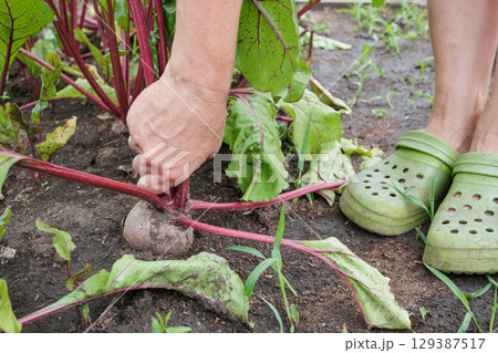 Female harvesting beets in garden with green footwear close-up 129387517