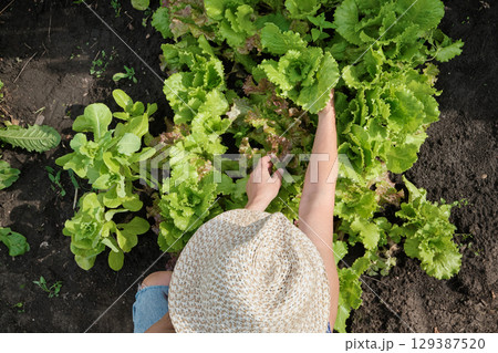 Female gardener harvesting fresh lettuce in sunlit vegetable garden, top view 129387520