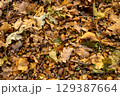 Top view of autumn oak leaves and acorns lying on the ground. Natural texture of fallen foliage and scattered acorn shells, symbolizing autumnal season and forest floor background. 129387664