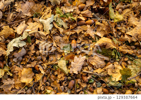 Top view of autumn oak leaves and acorns lying on the ground. Natural texture of fallen foliage and scattered acorn shells, symbolizing autumnal season and forest floor background. Top view of autumn oak leaves and acorns lying on the ground. Natural texture of fallen foliage and scattered acorn shells, symbolizing autumnal season and forest floor background. 129387664