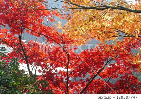 紅葉・三室戸寺【京都府宇治市】 129387747