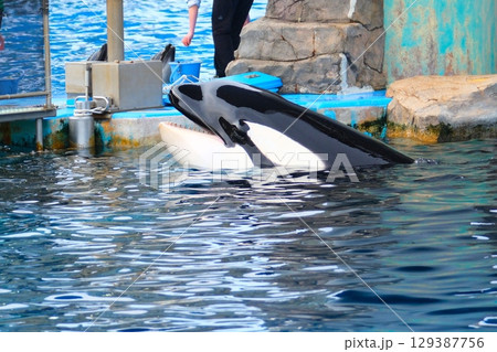 名古屋港水族館のシャチ、アースとリン 129387756