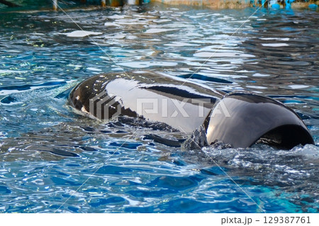 名古屋港水族館のシャチ、アースとリン 名古屋港水族館のシャチ、アースとリン 129387761
