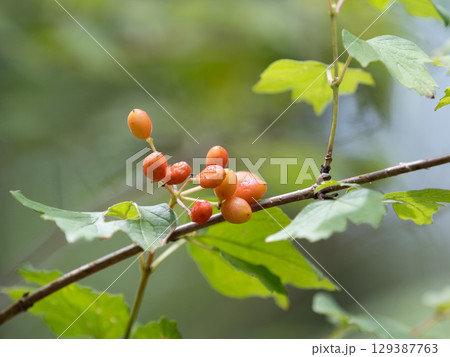 セイヨウカンボクの美しい赤い実 129387763