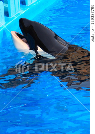 名古屋港水族館のシャチ、アースとリン 名古屋港水族館のシャチ、アースとリン 129387799
