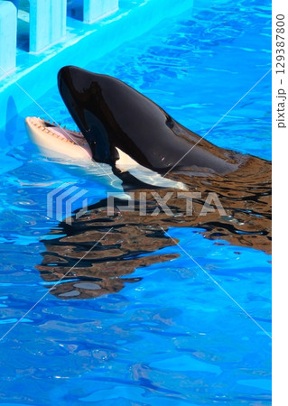 名古屋港水族館のシャチ、アースとリン 129387800