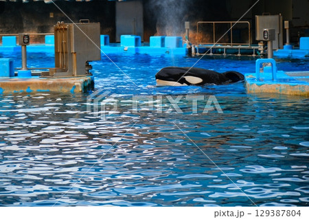 名古屋港水族館のシャチ、アースとリン 名古屋港水族館のシャチ、アースとリン 129387804