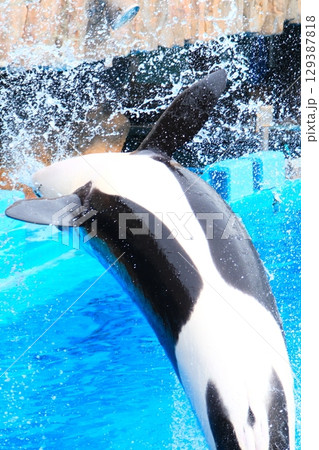 名古屋港水族館のシャチ、アースとリン 129387818
