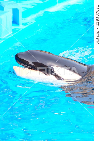 名古屋港水族館のシャチ、アースとリン 名古屋港水族館のシャチ、アースとリン 129387821