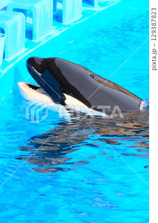 名古屋港水族館のシャチ、アースとリン 名古屋港水族館のシャチ、アースとリン 129387823