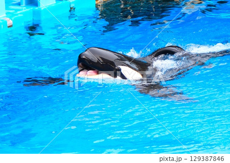 名古屋港水族館のシャチ、アースとリン 名古屋港水族館のシャチ、アースとリン 129387846