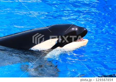 名古屋港水族館のシャチ、アースとリン 名古屋港水族館のシャチ、アースとリン 129387854