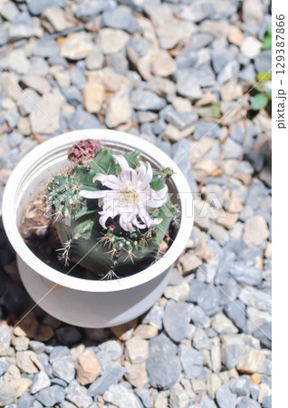 Gymnocalycium ,Gymnocalycium mihanovichii or gymnocalycium mihanovichii variegated with flower or cactus flower Gymnocalycium ,Gymnocalycium mihanovichii or gymnocalycium mihanovichii variegated with flower or cactus flower 129387866