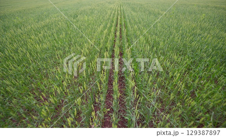 A vast and lush green crop field filled with rows of thriving and growing plants 129387897