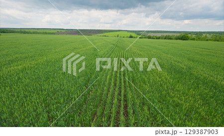 Vast expanse of lush green agricultural fields stretching under a cloudy sky above them 129387903