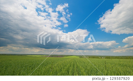 A Vast Green Field Spreading Out Under a Bright Blue Sky Adorned with Fluffy White Clouds 129387920