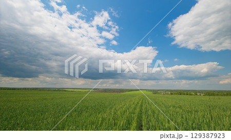 Expansive Green Fields Stretching Under a Beautiful Blue Sky with Fluffy White Clouds Expansive Green Fields Stretching Under a Beautiful Blue Sky with Fluffy White Clouds 129387923