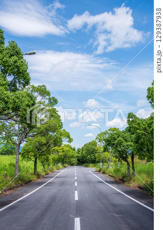 爽やかな夏の青空と緑の並木道 爽やかな夏の青空と緑の並木道 129387938