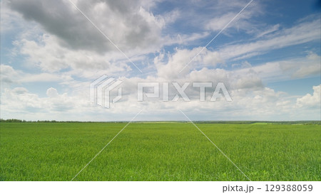 A Vast and Lush Green Field Stretching Under a Bright Sky Filled with Fluffy Clouds 129388059