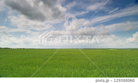 A Picturesque Lush Green Field Spreading Under a Beautifully Cloudy Sky Above the Horizon A Picturesque Lush Green Field Spreading Under a Beautifully Cloudy Sky Above the Horizon 129388060