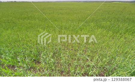 A Lush, Expansive Green Field of Crops Flourishing Beautifully During the Growing Season A Lush, Expansive Green Field of Crops Flourishing Beautifully During the Growing Season 129388067