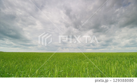 Expansive Green Fields Sprawling Beneath a Dramatically Cloudy and Dynamic Sky Above Expansive Green Fields Sprawling Beneath a Dramatically Cloudy and Dynamic Sky Above 129388080