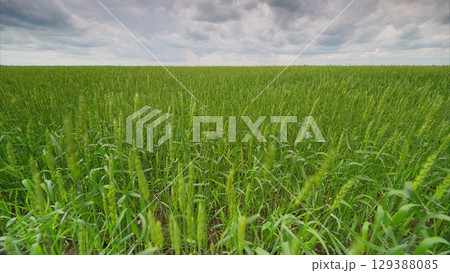 Vibrant green cropland stretches under a dramatic cloudy sky, creating a captivating view Vibrant green cropland stretches under a dramatic cloudy sky, creating a captivating view 129388085