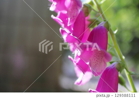 ジギタリス タプシーのピンク色の花 ジギタリス タプシーのピンク色の花 129388111