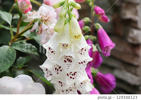 白いジギタリスの花 129388123