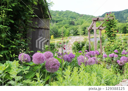 紫色の球形の花　アリウム・ギガンテウム 129388125