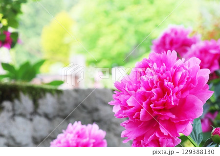 ピンクのシャクヤクの花 ピンクのシャクヤクの花 129388130
