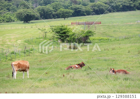 蒜山高原の牧草地で放牧されるジャージー牛 129388151