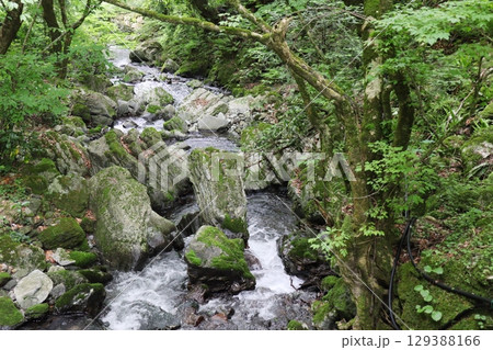 神庭の滝自然公園を流れる渓流 神庭の滝自然公園を流れる渓流 129388166