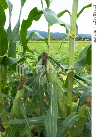 トウモロコシの黒くなったヒゲ02 129388213