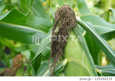 トウモロコシの黒くなったヒゲ08 129388219