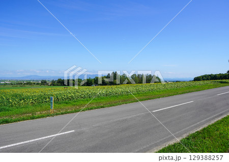 北竜ひまわりの里 129388257