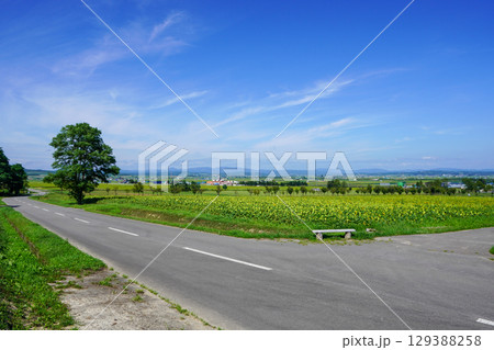 北竜ひまわりの里 北竜ひまわりの里 129388258