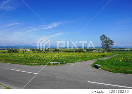 北竜ひまわりの里 129388259