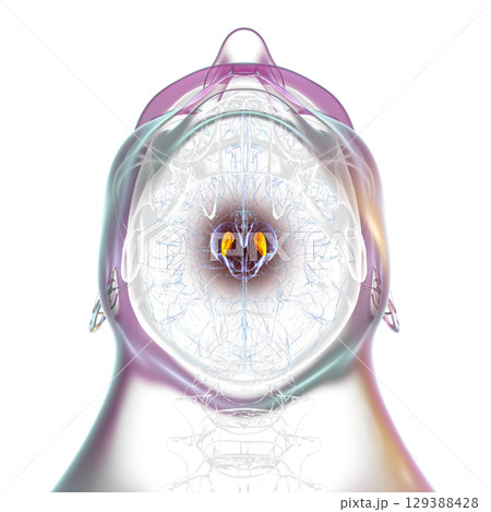 Human brain with highlighted substantia nigra, 3D illustration. Human brain with highlighted substantia nigra, 3D illustration. 129388428