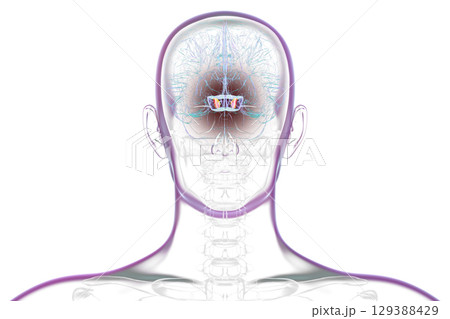 Human brain with highlighted substantia nigra, 3D illustration. 129388429