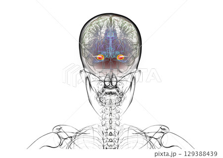Human brain with highlighted amygdala, 3D illustration 129388439
